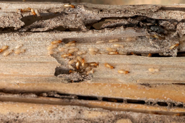 Best Ant Control Services  in Thorsby, AL
